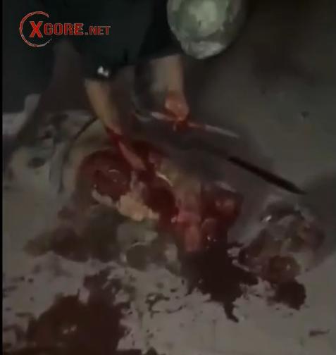 mexico Gutted Alive and Beheaded in Brutal Execution Video