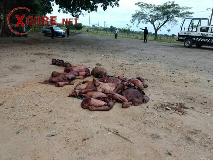 Six Dismembered Bodies of Men Found on Federal Highway.03