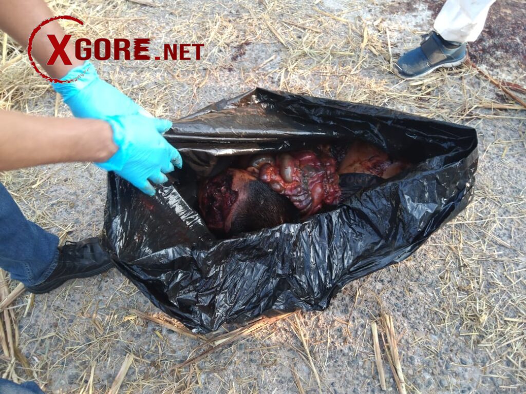 Four dismembered bodies were discovered inside black garbage bags. 01