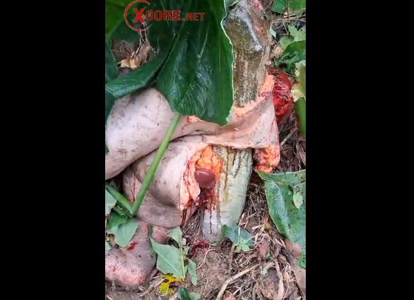 Body torn apart in horrific explosion