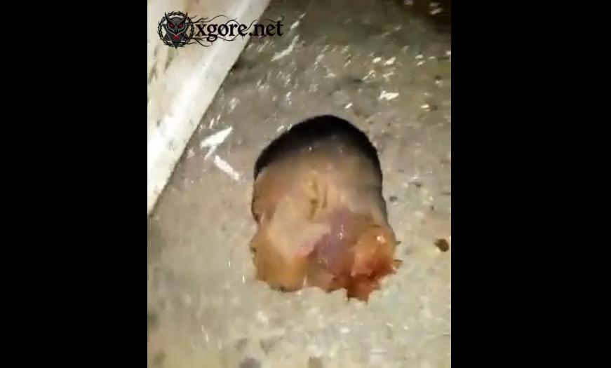 Gang violence in Nigeria - Decapitated heads used as balls