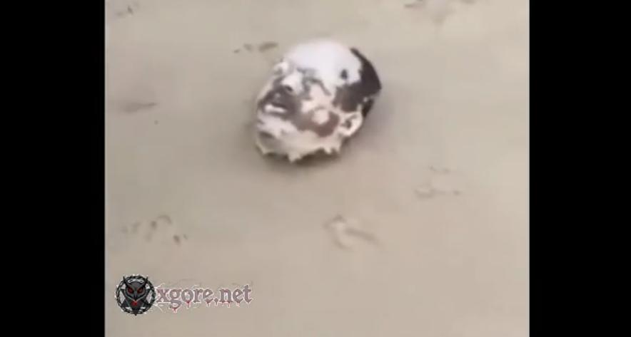 Brazil dismembered body