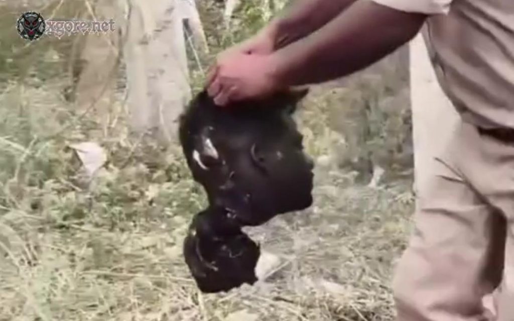 Man's Head Charred and Severed by 11,000-Volt Shock on High-Tension Pole in Budaun