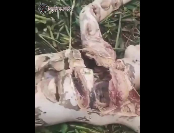 Gang Member 'Playboy' Kidnapped and Brutally Murdered in Nova Iguaçu, Rio de Janeiro