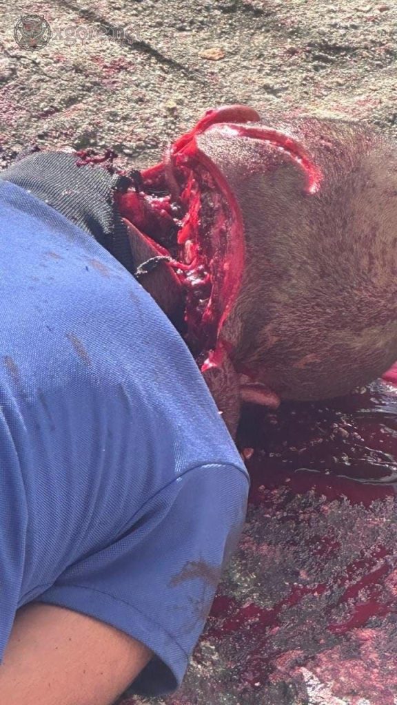 Man Killed by Machete Blows on Public Street in Monteirópolis, Alagoas 03